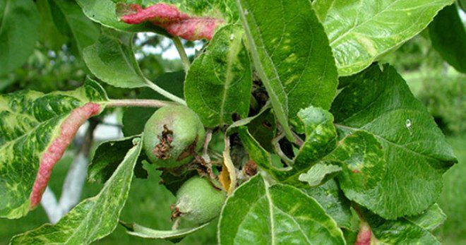 Листни въшки на ябълково дърво - как да се борим, най-ефективните начини