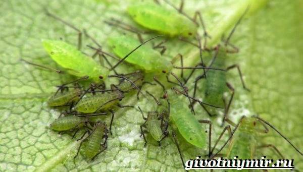 Листни въшки-насекоми-начин на живот и местообитание-листни въшки-2
