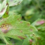 aphid affecting currant leaves