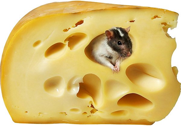 حقيقة أن الجرذان والفئران تحب الجبن هي أكثر من أسطورة مستوحاة من الرسوم المتحركة ، لأن هذا ليس في الحقيقة الطعم الذي من المرجح أن تصطاد به القوارض.