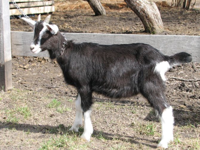Toggenburg goat breed