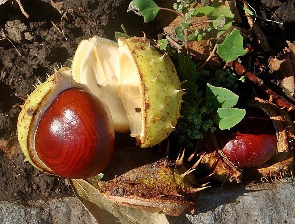 Freshly fallen chestnuts
