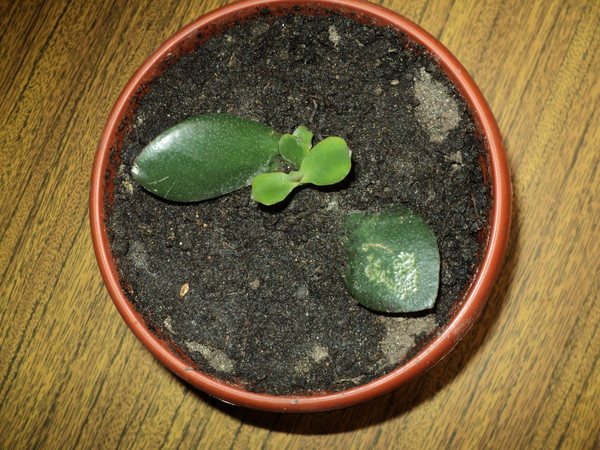 Дебела жена: размножаване на листа в земята