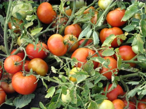 Характеристика на доматен ахат и описание на сорта - Сайт за страната
