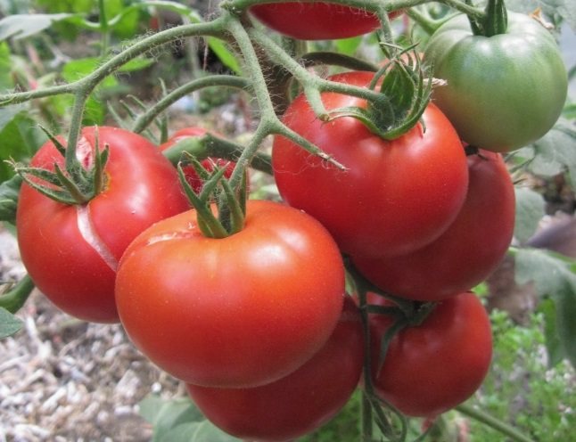 خصائص عقيق الطماطم ووصف الصنف - موقع عن البلد