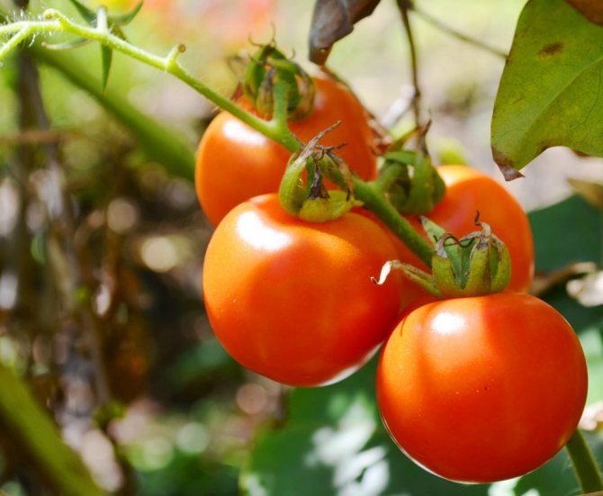 Tomate Agata - caracteristici și descrierea soiului