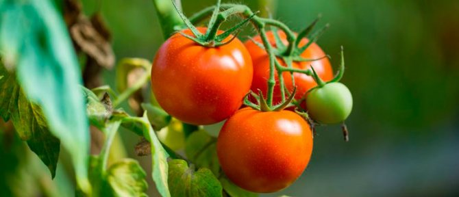 أجاتا الطماطم - خصائص ووصف الصنف