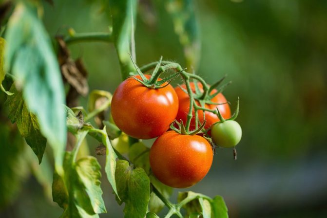 أجاتا الطماطم - خصائص ووصف الصنف