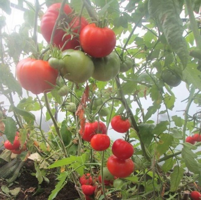Caractéristiques du chef-d'œuvre de la tomate Altai et description du rendement de la variété commentaires photos qui ont planté