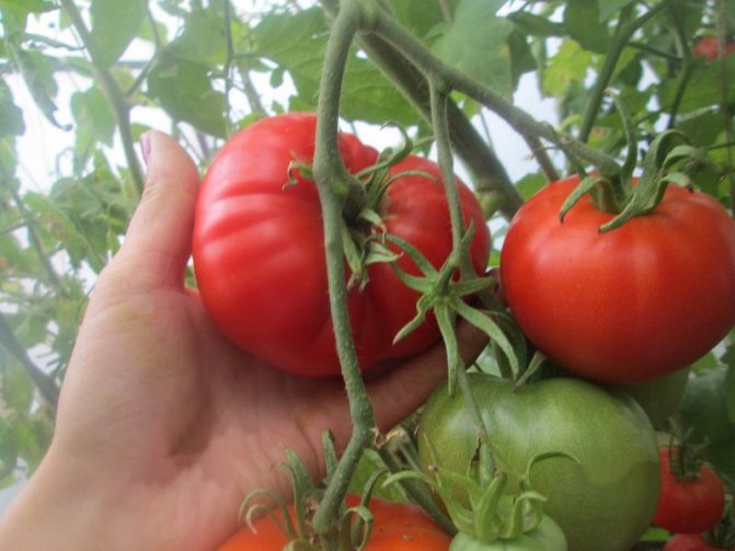 Caractéristiques du chef-d'œuvre de la tomate Altai et description du rendement de la variété commentaires photos qui ont planté