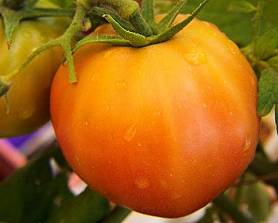 tomate orange