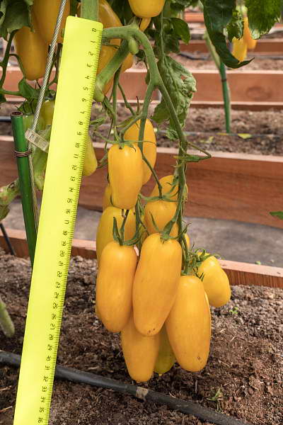 Tomatbananben i foto för öppet fält