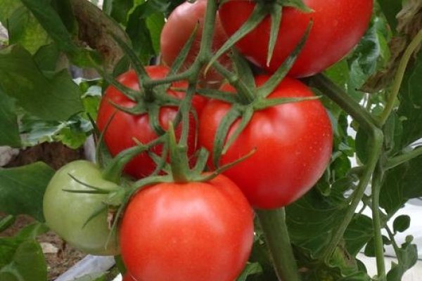 Tomato Blagovest F1: description and characteristics, reviews and photos of gardeners