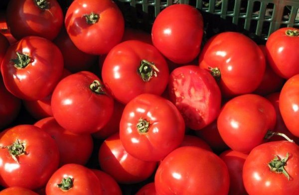 Характеристики на домат Bobkat F1 и описание на сорта височина на храста и характеристики на добив при отглеждането как да се отглеждат разсад