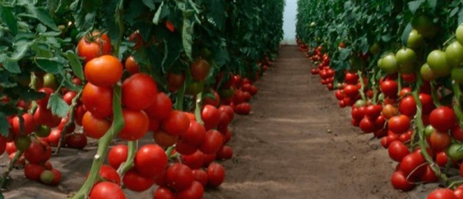 Tomat Bobkat F1 egenskaper och beskrivning av sortens buskehöjd och produktivitetsfunktioner för att odla hur man odlar plantor