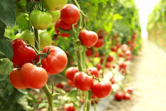 Tomato Bobkat F1 caracteristici și descrierea înălțimii soiului tufiș și caracteristicile productivității creșterii modului de cultivare a puieților