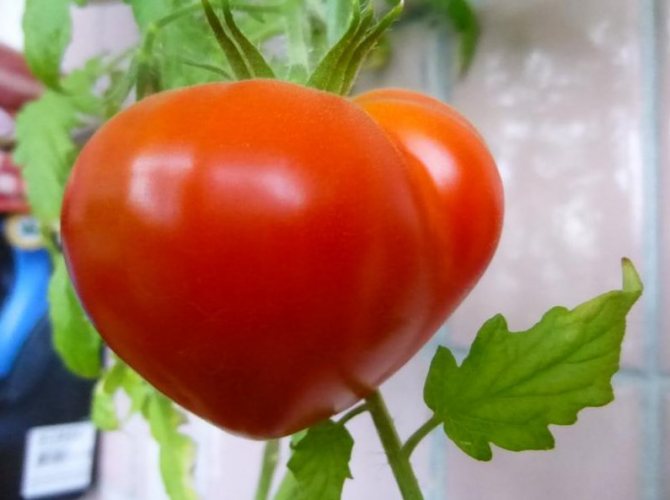 Tomat "Budenovka"