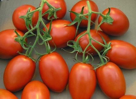 Caractéristiques de la navette de tomates et description de la variété de tomates