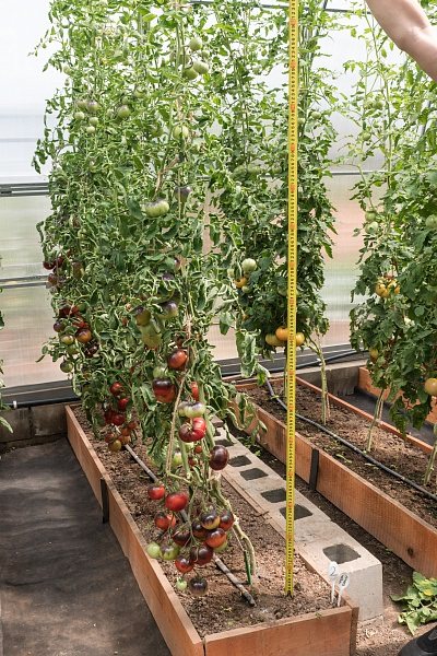 tomato black goddess in the greenhouse