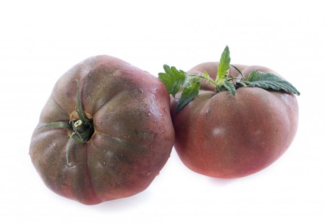 Tomato Black Crimea charakteristiky a popis výnosu odrůdy s fotografií