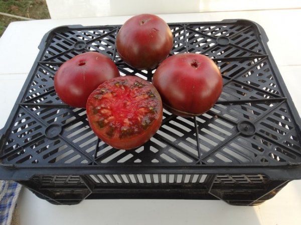 الطماطم الأسود القرم في السياق
