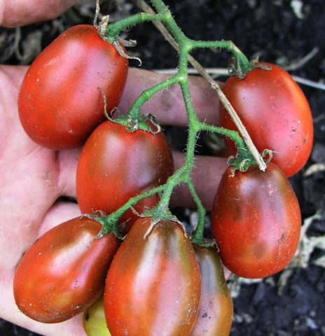 وصف طماطم بلاك مور وخصائص مزايا وعيوب متنوعة