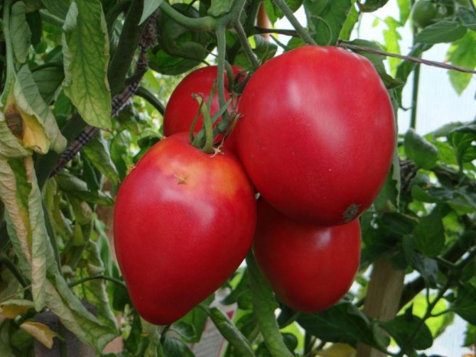 tomato Tsifomandra