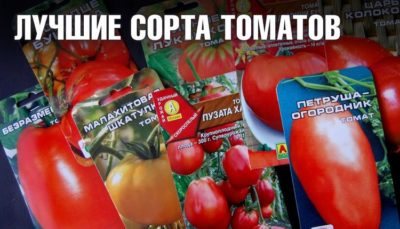 مقيم الصيف الطماطم: خصائص ووصف مجموعة متنوعة ، الصورة