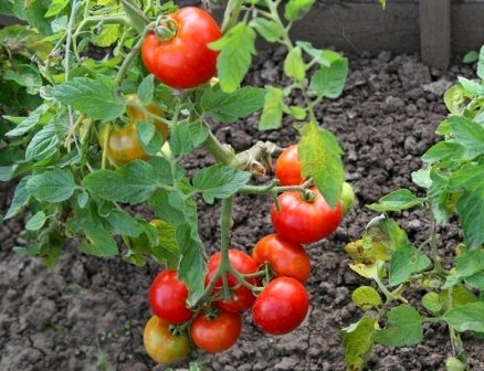 outdoor tomato