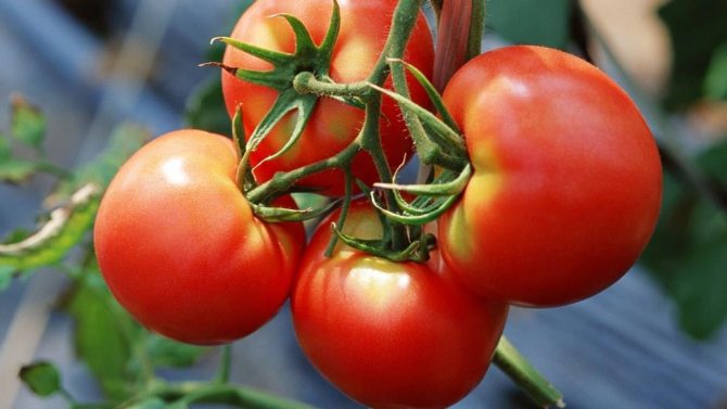 tomato doo karao