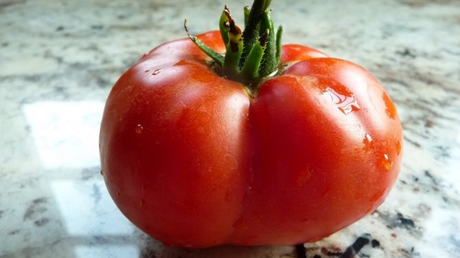 Tomato Em Champion: charakteristika a popis odrůdy, recenze těch, kteří zasadili rajčata, a fotografie