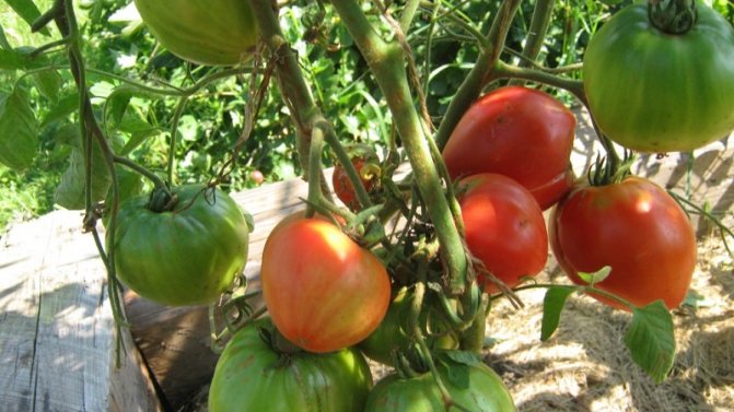 Tomato Em Champion: характеристики и описание на сорта, рецензии на тези, които са засадили домати и снимки