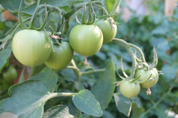 Tomato Eupator memberikan hasil yang besar hanya jika keadaan teknologi pertanian diperhatikan