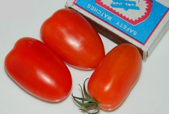 data de tomate
