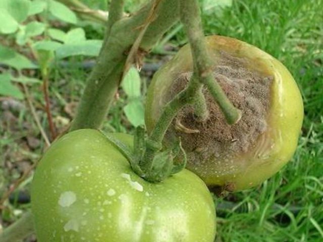 Tomato Duchess of taste: description, reviews and photos