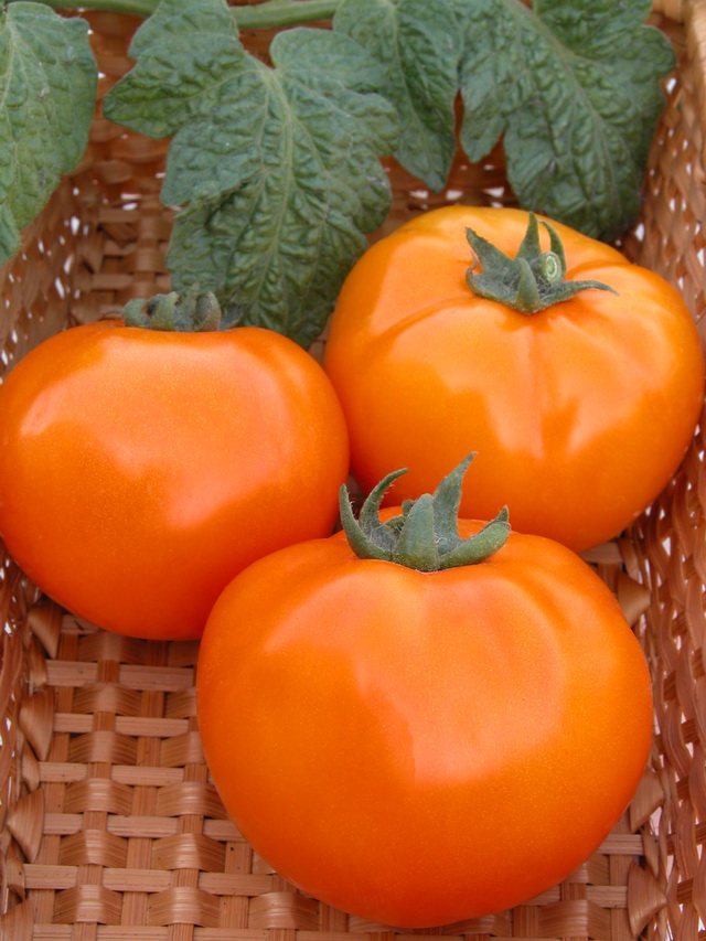 tomat persimon