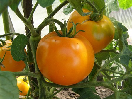 tomat persimon