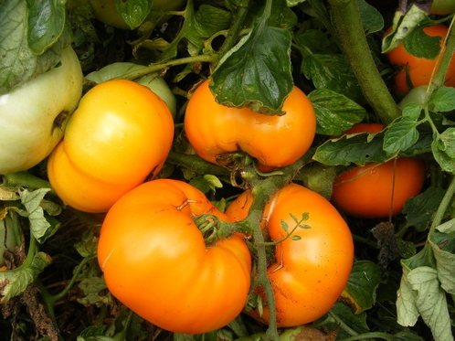 tomate kaki