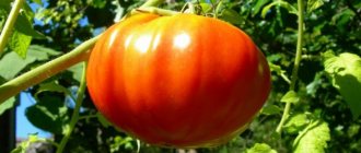 Tomato King caracteristici mari și descrierea varietății oferă fotografie și video