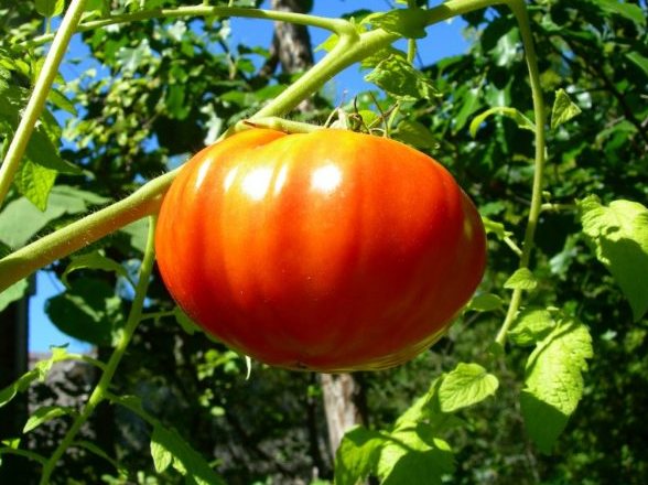 Tomato King големи характеристики и описание на сорта дават снимка и видео