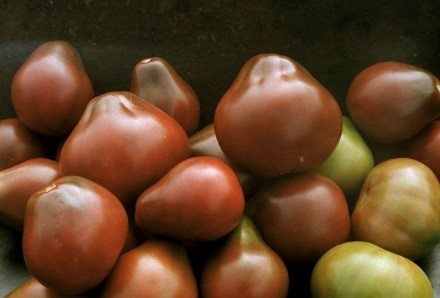 Tomato Red pear (Chervona pear): recenze o výnosu rajčat, popis a vlastnosti odrůdy