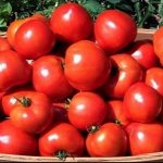 الطماطم "الرداء الأحمر": وصف وخصائص التكنولوجيا الزراعية المتنوعة