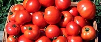 Roșia „Scufița Roșie”: descrierea și caracteristicile soiului, tehnologia agricolă de cultivare