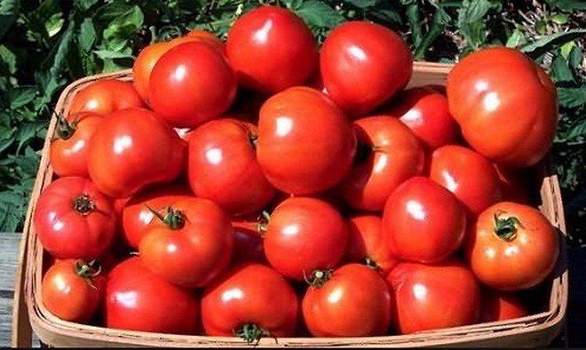 Tomat "Little Red Riding Hood": beskrivning och egenskaper hos sorten, odling av jordbruksteknik