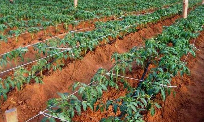 Roșia „Scufița Roșie”: descrierea și caracteristicile soiului, tehnologia agricolă de cultivare