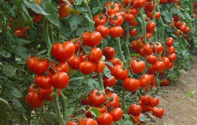 الطماطم "الرداء الأحمر": وصف وخصائص متنوعة ، زراعة التكنولوجيا الزراعية