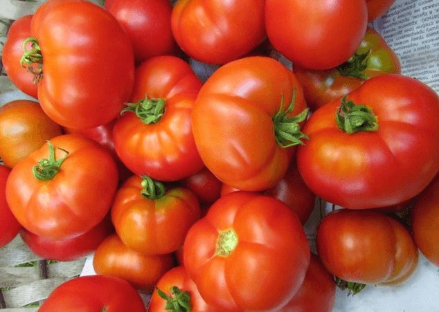 tomate Kubanets