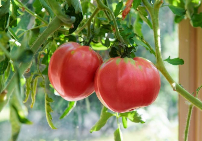 Hallon tomat stor egenskap och beskrivning av sorten