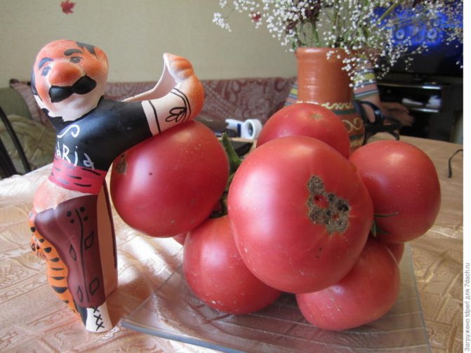 Ciri-ciri berdaging Tomato Raspberry dan penerangan mengenai variasi hasil dengan foto