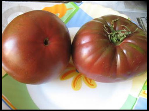 الطماطم ماريسول الأرجواني